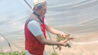 Menteşe’de çiftçilere hastalık ve zararlı kontrolü desteği