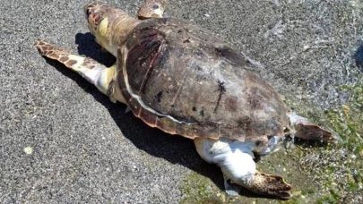 Alanya'da sahilde ölü caretta caretta bulundu