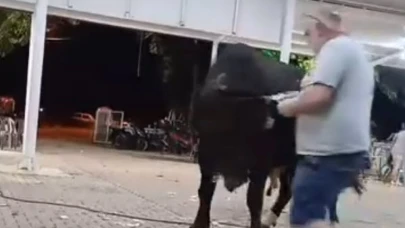 Para atarken boğanın boynuz darbesiyle havaya fırladı