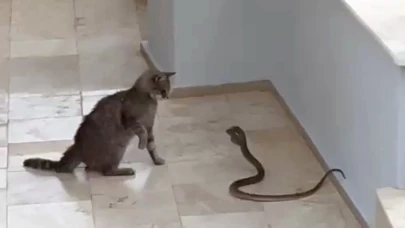 Kedi ile yılanın kavgası kamerada