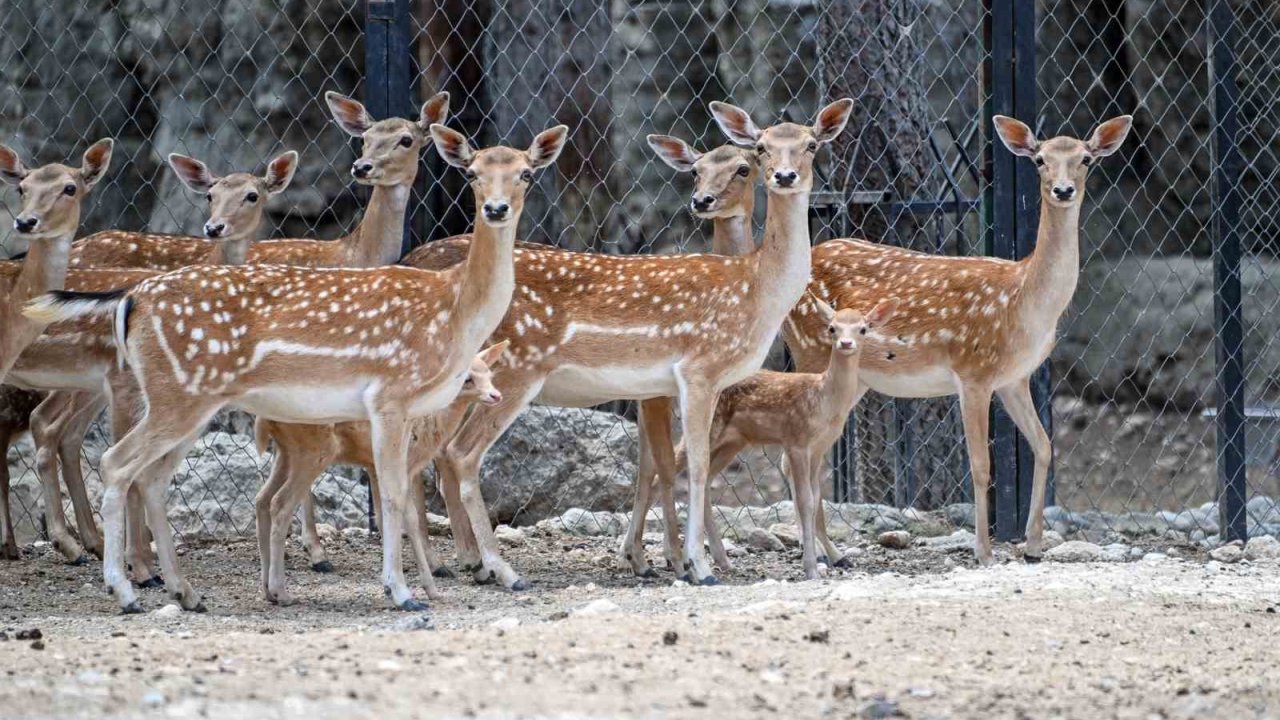 Tarsus Doğa Parkı’nda yavru sevinci