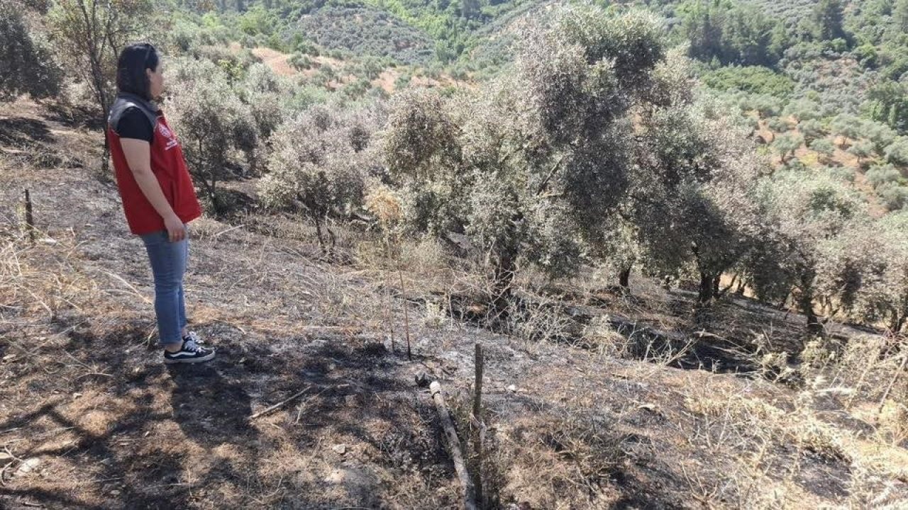 Yeşilyurt’taki yangında zarar gören tarım alanlarında hasar tespit çalışması yapıldı