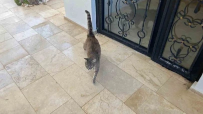 Alanya’da apartmana giren yılana kafa tutan sokak kedisi evin bekçisi oldu