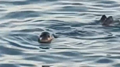 Akdeniz foku kıyıya yakın noktada kendini gösterdi
