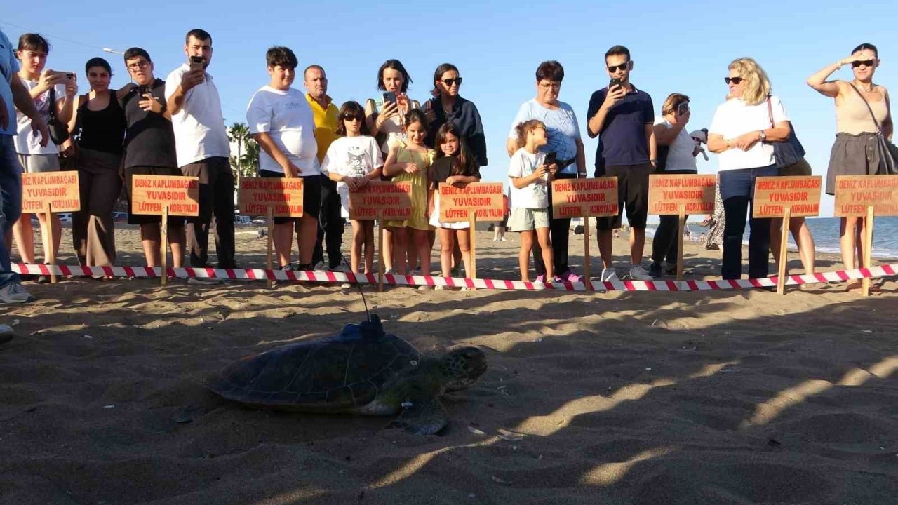 Uydu cihazı takılan kaplumbağa ’Soli’ denize bırakıldı
