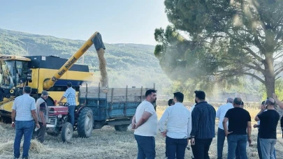 Menteşe’de buğday hasadında sona yaklaşıldı: 7 bin ton rekolte bekleniyor