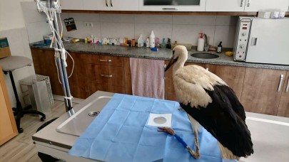 Muğla'da yaralı bulunan leylek tedaviye alındı