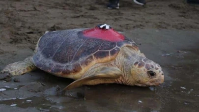 Sinyali kesilen caretta 'Tuba', yuvalama için geldi