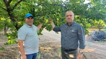 İspanya modeliyle 2 milyon liralık kayısısını kurtardı