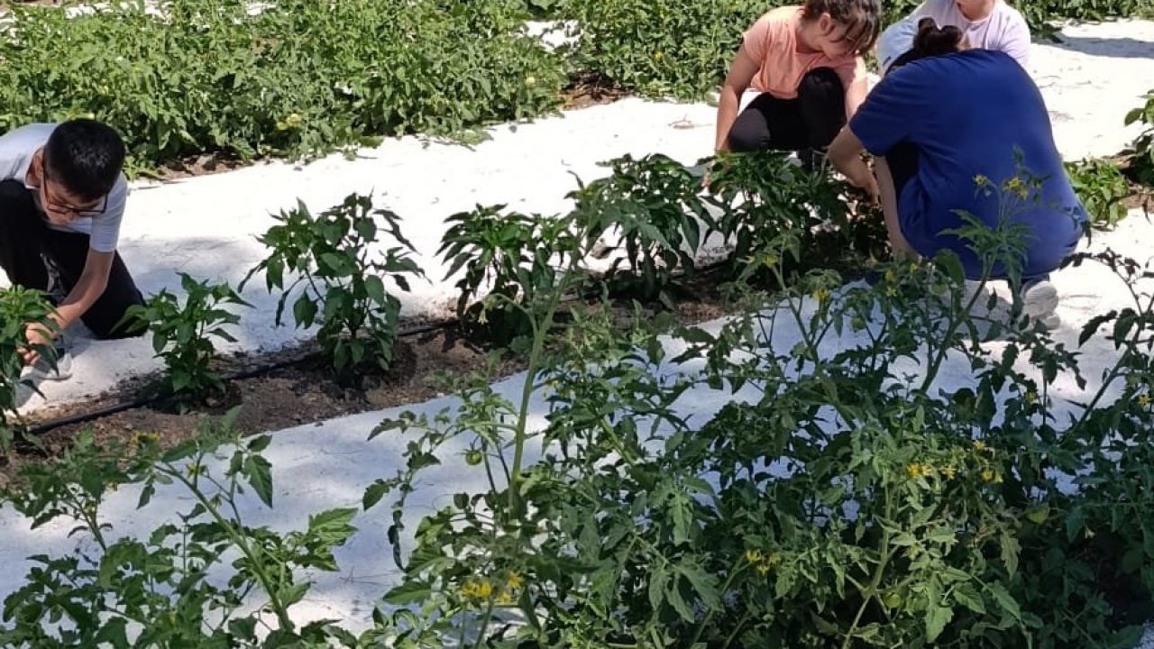 Okul bahçesinde öğrencilerin hasat heyecanı