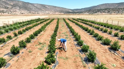 Beğiş'te tarım, arıtma suyuyla yeşerdi