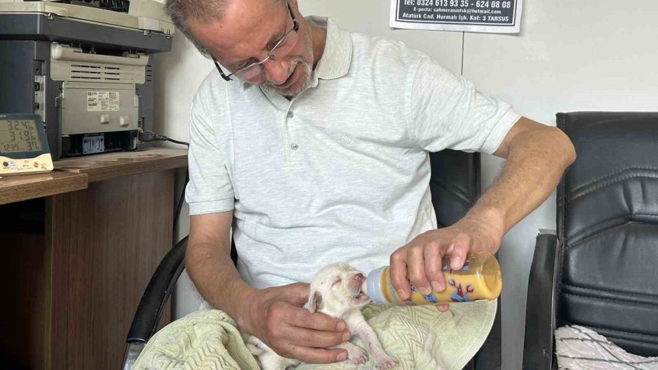 Tescilli ırk olan Çatalburun köpeği bir batında 13 yavru dünyaya getirdi