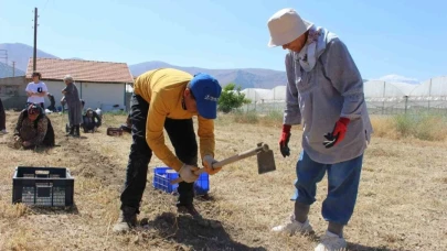 Elmalı’da safran soğanı hasadı başladı