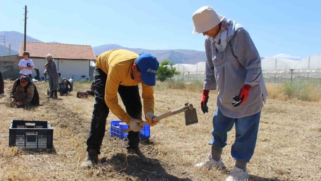 Elmalı’da safran soğanı hasadı başladı