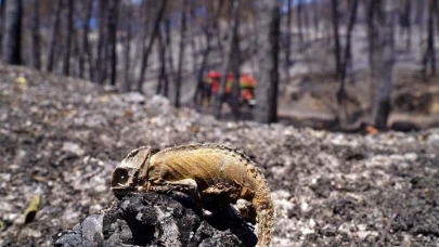 Küçük memeli ve sürüngen türler habitat kaybından dolayı azalıyor