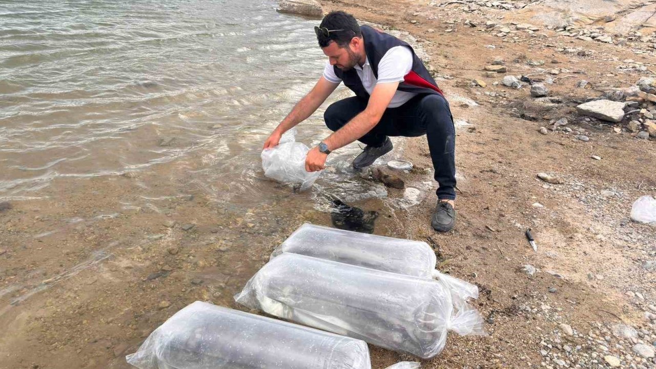 Gölhisar Gölü ve Yapraklı Barajı’na 5 bin yayın ve sazan balığı bırakıldı
