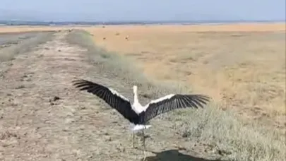 Yuvadan düşen leylek tedavisinin ardından doğaya salındı