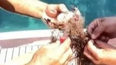Alanya’da ağa takılan yengeçler kurtarıldı