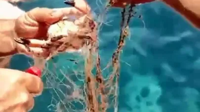 Ağa takılan yengeçleri kurtardılar