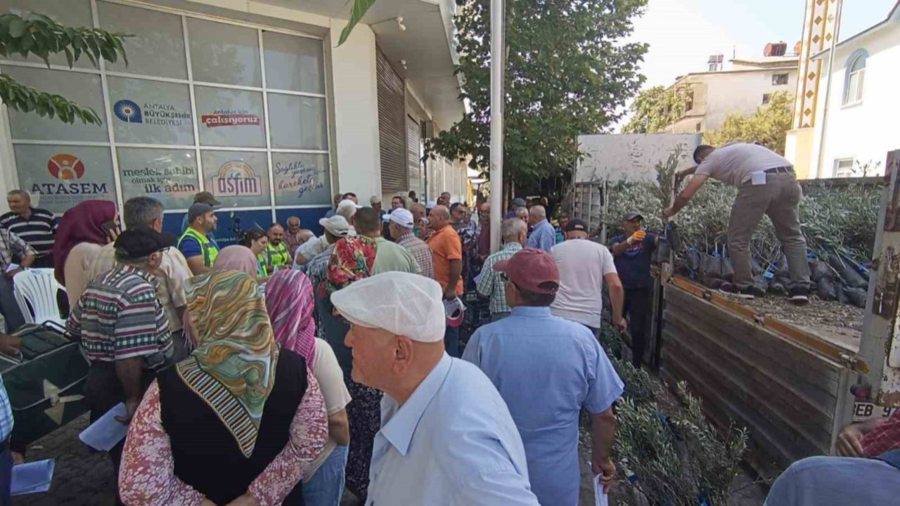 Antalya'da 19 ilçede zeytin seferberliği