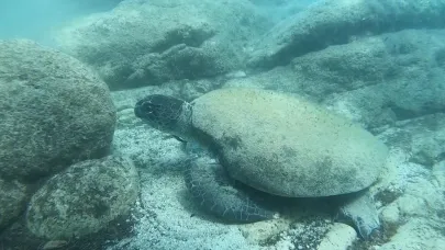 Uzman isim Caretta caretta ısırma vakalarının sebebini açıkladı