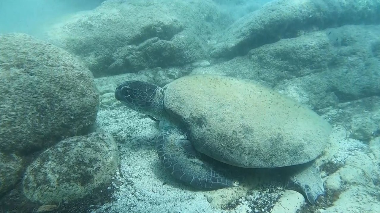 Uzman isim Caretta caretta ısırma vakalarının sebebini açıkladı