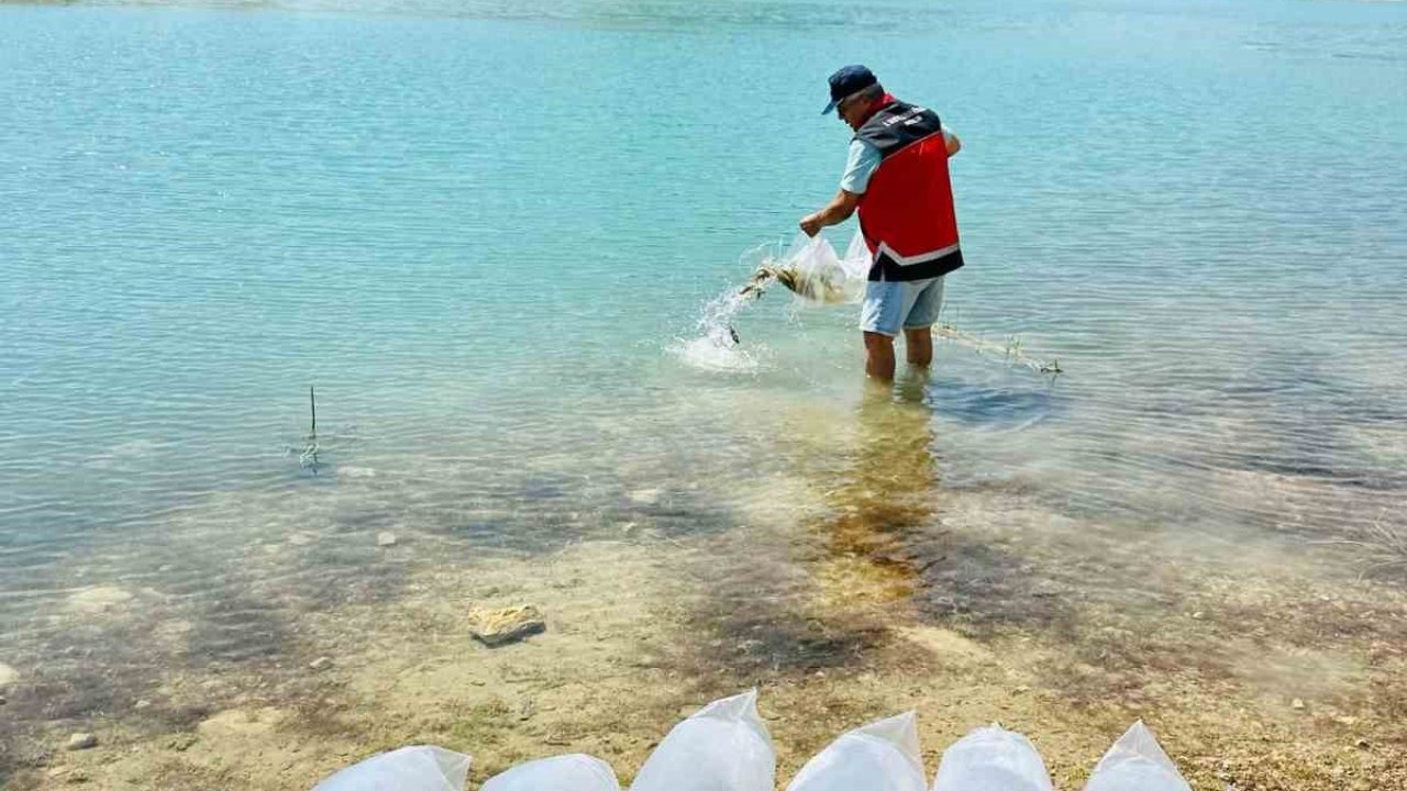 Korkuteli’nde 60 bin sazan balığı doğaya bırakıldı