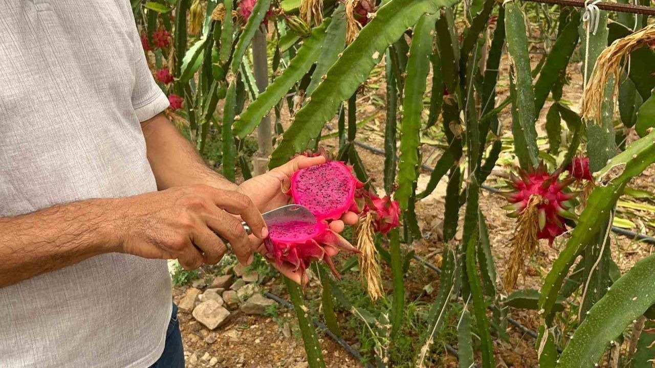 Alanya’da ejder meyvesi hasadı başladı, kilosu 200 TL’yi buluyor