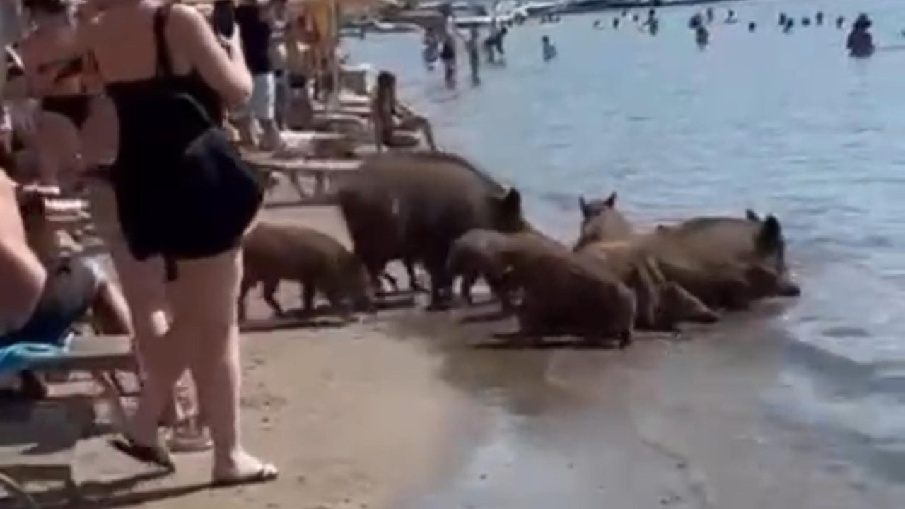 Yaban domuzları bile sıcağa dayanamadı