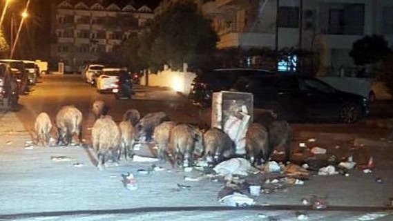 Marmaris’i domuzlar istila etti