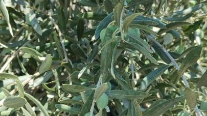 Menteşe Göktepe’de zeytinliklerde Entegre Mücadele denetimi