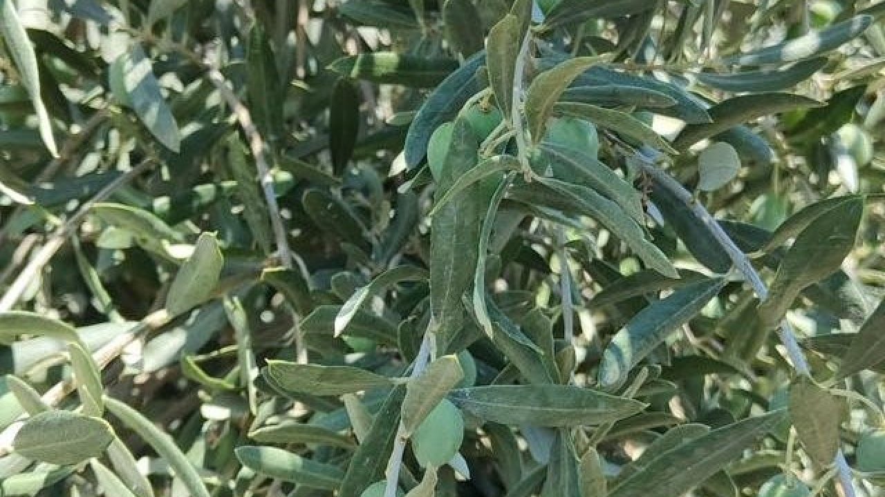 Menteşe Göktepe’de zeytinliklerde Entegre Mücadele denetimi