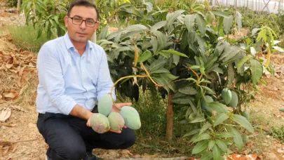 ‘Tüketicimiz yerli mangoyu tercih etsin’