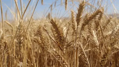 Korkuteli'ne hibe edilen ürünün hasadı başladı