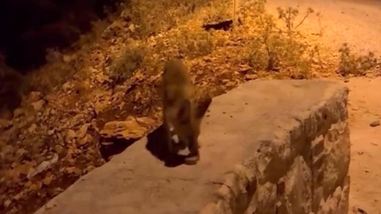 Tilki yavrularını kraker ve bisküviyle beslediler