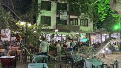 Anıt ağacın dalı düştü: 1 yaralı
