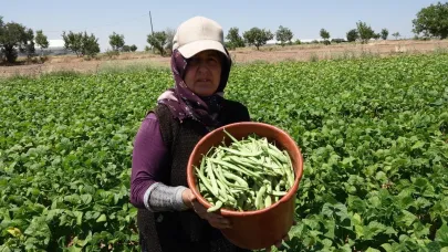 Burdurlu fasulye üreticisi dertli