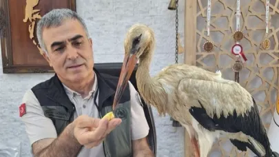 Yangından kaçan yaralı leylek koruma altına alındı