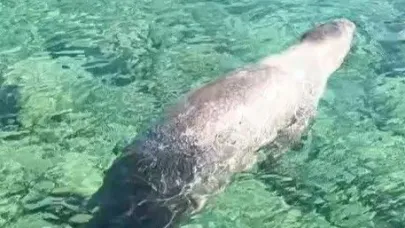 Marmaris Çiftlik Koyu’nun sevimli misafiri Fok Balığı