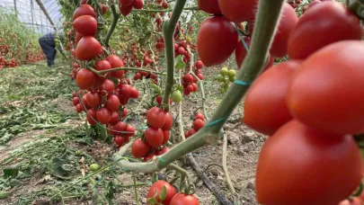 Antalya hallerinde temmuz ayında domates yıllık miktarda yüzde 47 arttı