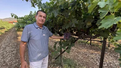 Antalya’da üzümde bu yıl yüzde 25 rekolte bekleniyor