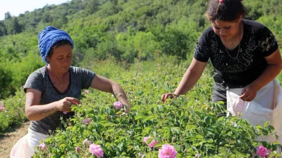 Zirai don gülü vurdu, rekolte yüzde 30 azaldı