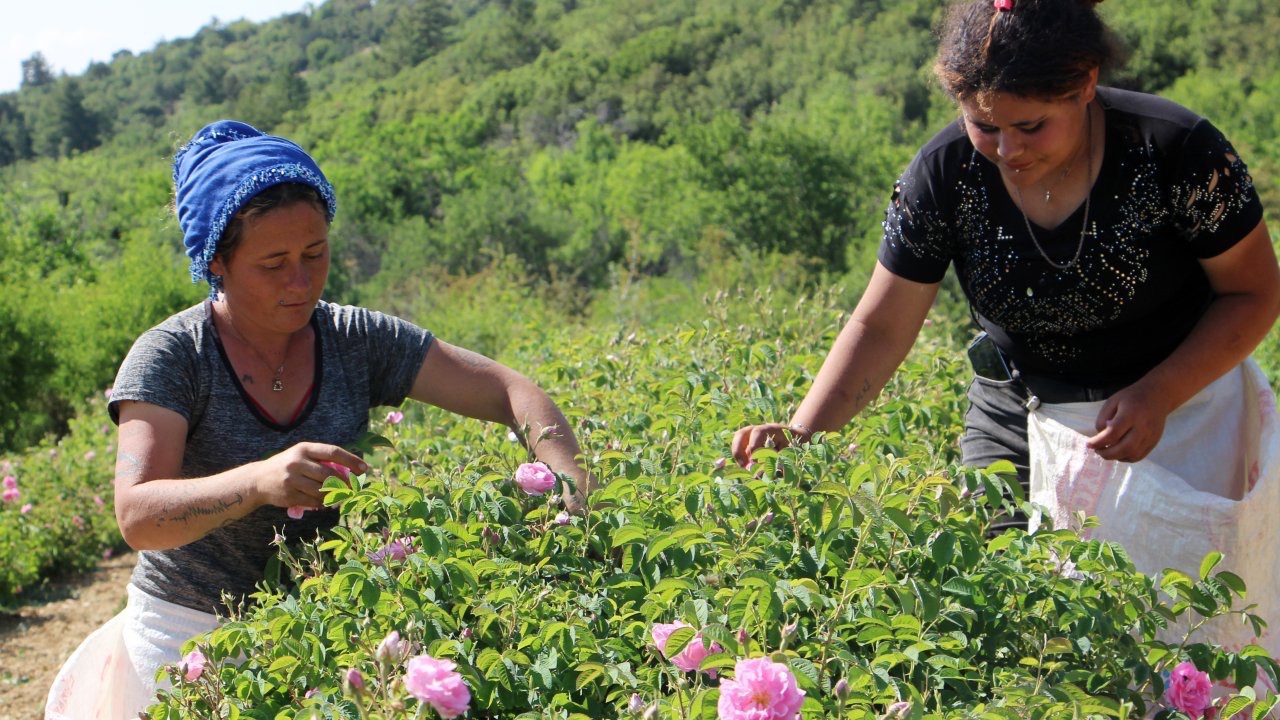 Zirai don gülü vurdu, rekolte yüzde 30 azaldı