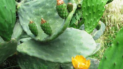 Doğal şifa! Frenk İnciri’nin faydaları neler