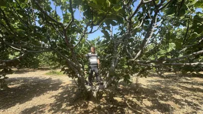 Antalya’da sıcak hava siyah incir rekoltesini yüzde 50 düşürdü