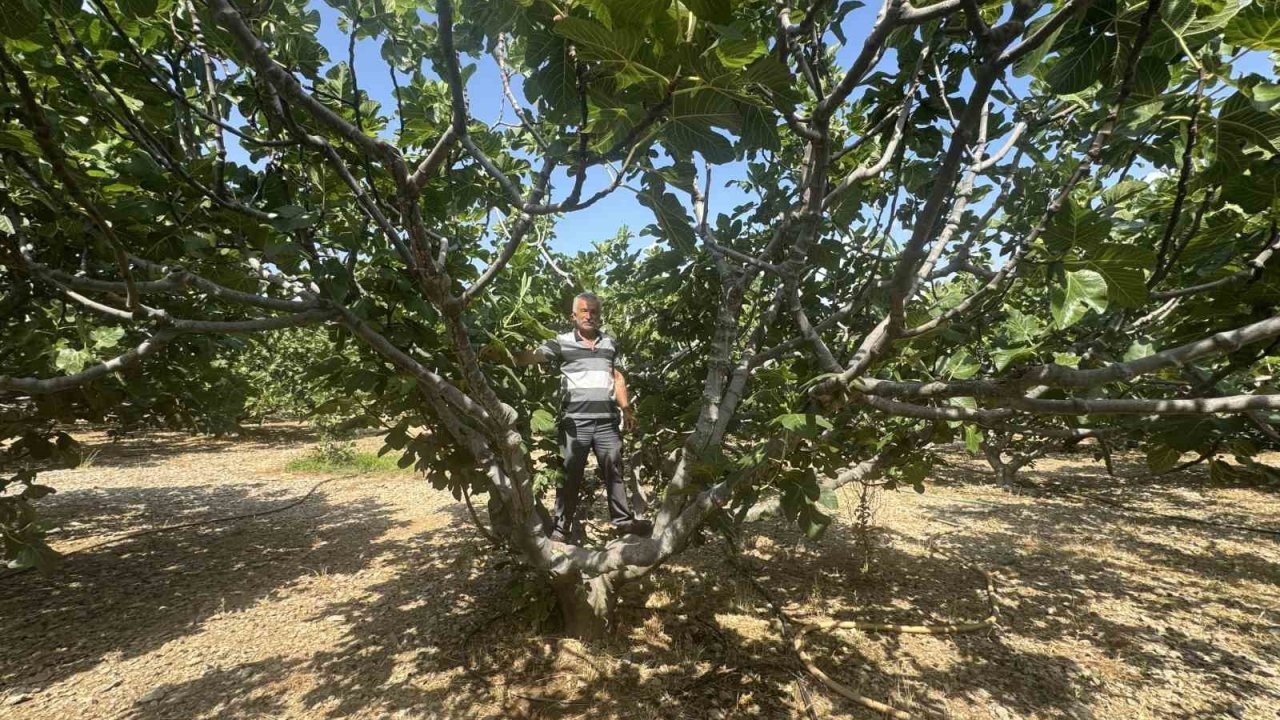 Antalya’da sıcak hava siyah incir rekoltesini yüzde 50 düşürdü