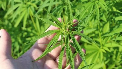 Tıbbi kenevir hangi hastalıkların tedavisinde kullanılacak?