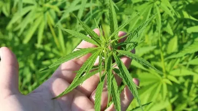 Tıbbi kenevir hangi hastalıkların tedavisinde kullanılacak?