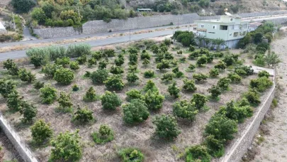 Alanya’da erkenci Clifton cinsi avokado hasadı başladı
