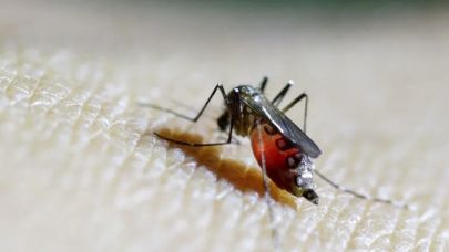 Chikungunya virüsü hızla yayılıyor!